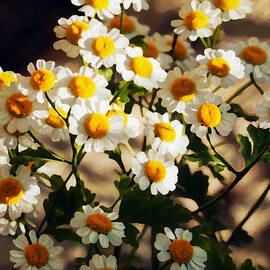 Abloom by Joe Schofield