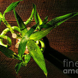 Above the Bamboo by Olivier Le Queinec