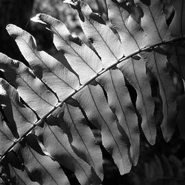 Abstract - Botanical Light Play by Richard Reeve