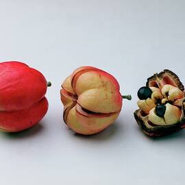 Ackee Fruit Development by Romulo Yanes