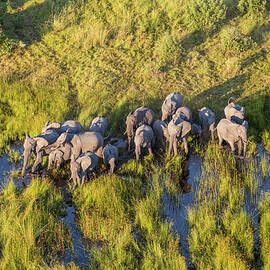 Aerial View Elephants, Okavango Delta by Peter Adams
