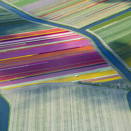 Aerial View Of Flower Fields In Spring by Frans Sellies