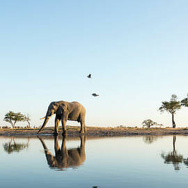 African Elephant At Water Hole, Botswana by Paul Souders
