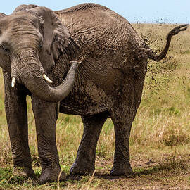 African Elephant Blowing Dust by Manoj Shah