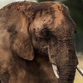 African Elephant Having A Dust Bath by Manoj Shah