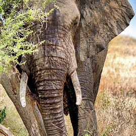 African Elephant by Jnhphoto