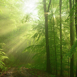 After The Rain - Sunbeams In Damp Beech by Avtg