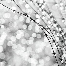AFTER THE RAIN by Theresa Tahara