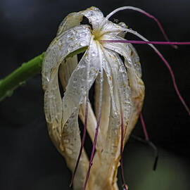 Aging Well by Steven Sparks