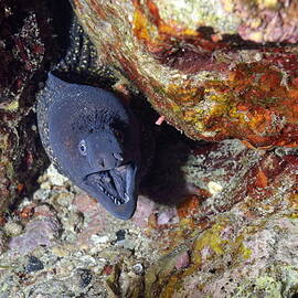 Agressive attitude of Moray-eel muraena helena in its hole by Sami Sarkis Photography