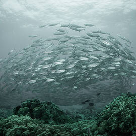 Akule Baitball Kona, Hawaii by Russell C Gilbert Rcg Maru Photography