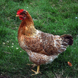 Alert by Richard Reeve