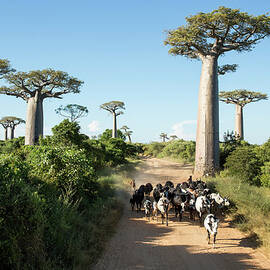 Allee Des Baobabs, Madagascar by Paul Souders