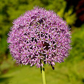 Allium Giganteum by Richard Reeve