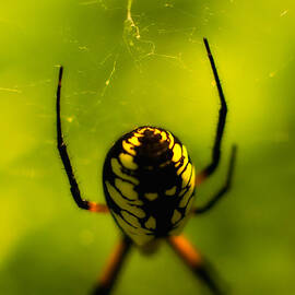 Along Came A Spider by Jeff Sinon