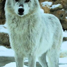 Alpha Girl by Adam Jewell