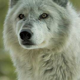 Alpha In The Wind by Adam Jewell