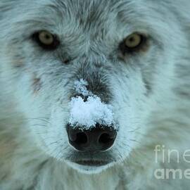 Alpha Intensity by Adam Jewell