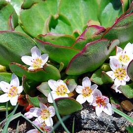 Alpine Spring Beauty by Cascade Colors