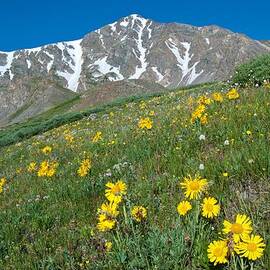 Alpine Sunflower and Gray's Peak by Cascade Colors