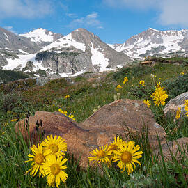 Alpine Sunflower Mountain Landscape by Cascade Colors