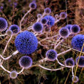 Alternate Universe by Rona Black