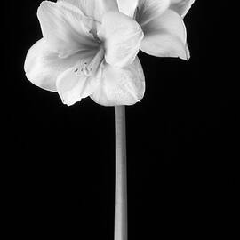 Amaryllis in Black and White by Adam Romanowicz