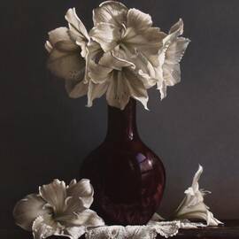 Amaryllis  by Lawrence Preston