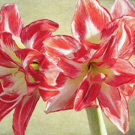 Amaryllis Red by Jeffrey Kolker