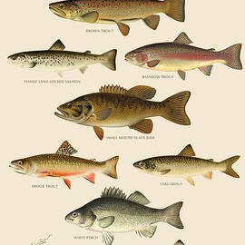 American Game Fish by Gary Grayson