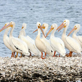 American White Pelicans by Susan Candelario