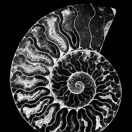 Ammonite Fossil In Black And White by Mimi Ditchie Photography