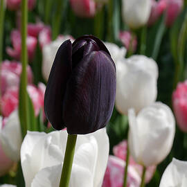 Among the Pastels by Richard Reeve