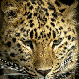 Amur Leopard by Chris Boulton
