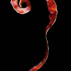 An Apple Peel by Romulo Yanes