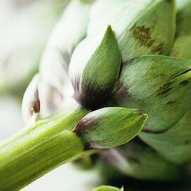 An Artichoke by Romulo Yanes