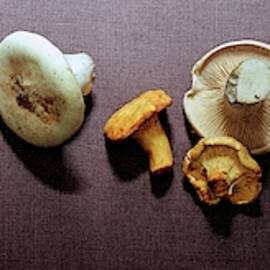 An Assortment Of Mushrooms by Romulo Yanes