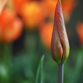 An Elegant Beginning by Rona Black