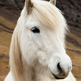 An Icelandic Horse by Ed Leckert