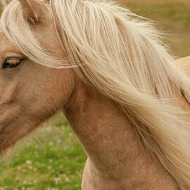 An Icelandic Horse by Joanna Mccarthy