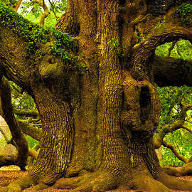 Angel Live Oak Trunk by Louis Dallara