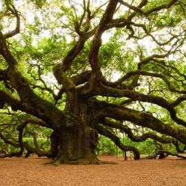 Angel Oak Tree 2009 by Louis Dallara