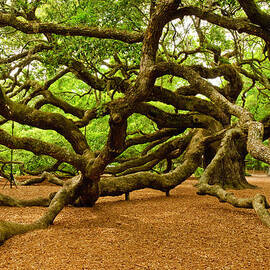 Angel Oak Tree Branches by Louis Dallara