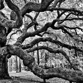 Angel Oak Tree IR HDR by Louis Dallara