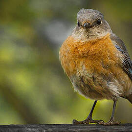 Angry Bird by Jean Noren