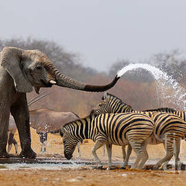 Animal humour by Johan Swanepoel