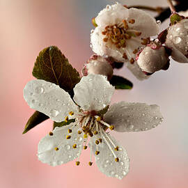 Announcing Spring by Mary Jo Allen