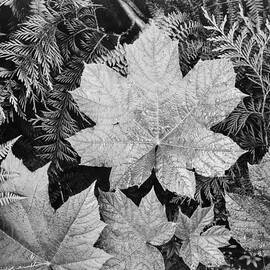Ansel Adams Nature Black and White by Georgia Clare