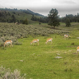 Antelope Herd in Yellowstone National Park by Natural Focal Point Photography