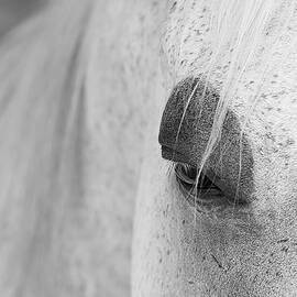 Appaloosa Eye by Mary Lee Dereske